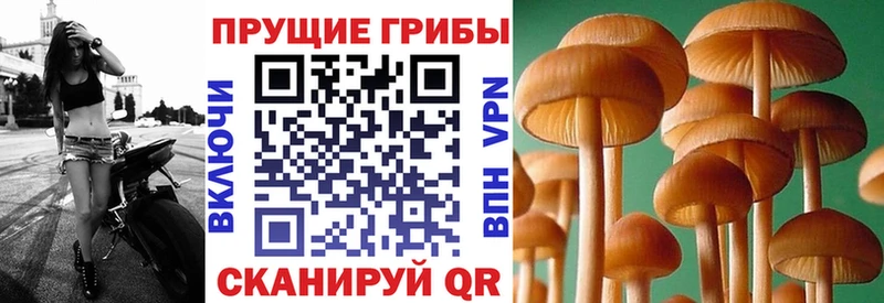 Псилоцибиновые грибы Psilocybine cubensis Переславль-Залесский